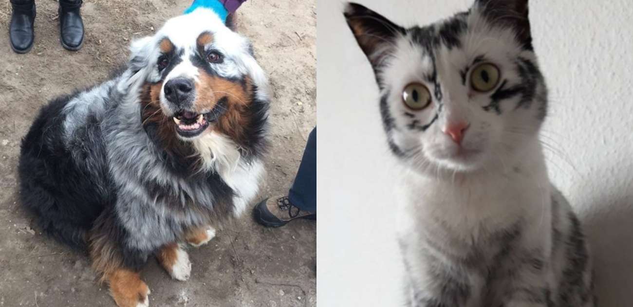 15 cães e gatos lindos nasceram com vitiligo