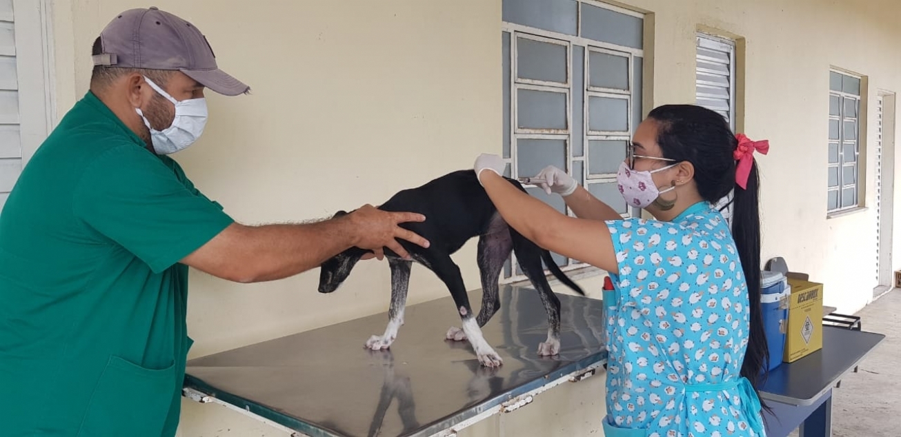 Feira de Santana realiza vacinação antirrábica em nove postos neste sábado (12)