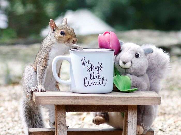 Para se livrar da depressão, fotógrafa cria espaço temático para receber esquilos