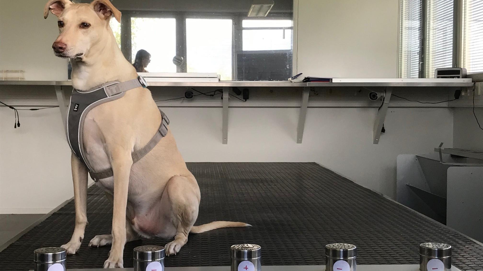 Cães são usados para detectar coronavírus em aeroporto na Finlândia