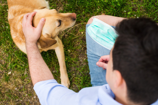 Dezembro Verde alerta sobre maus-tratos e abandono de animais