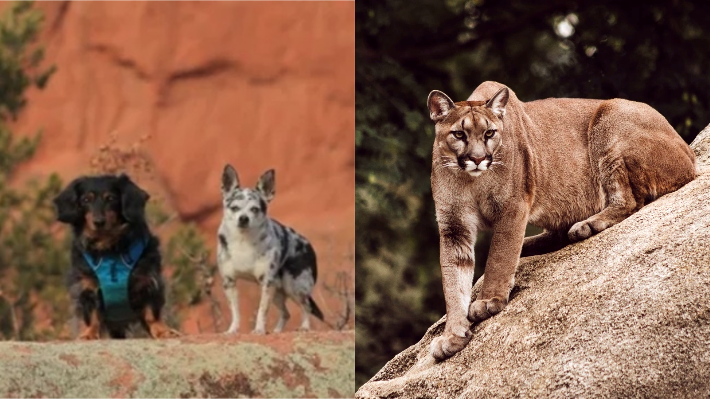 Cadela enfrenta onça-parda para salvar a vida do seu amigo canino