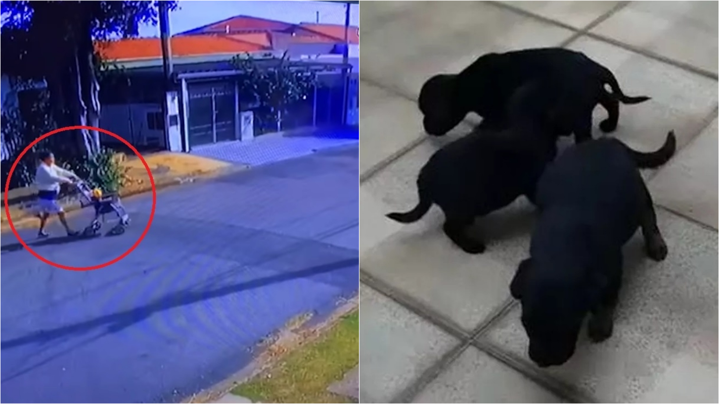 Câmera flagra mulher abandonando 6 filhotes de cachorro em Campinas (SP)