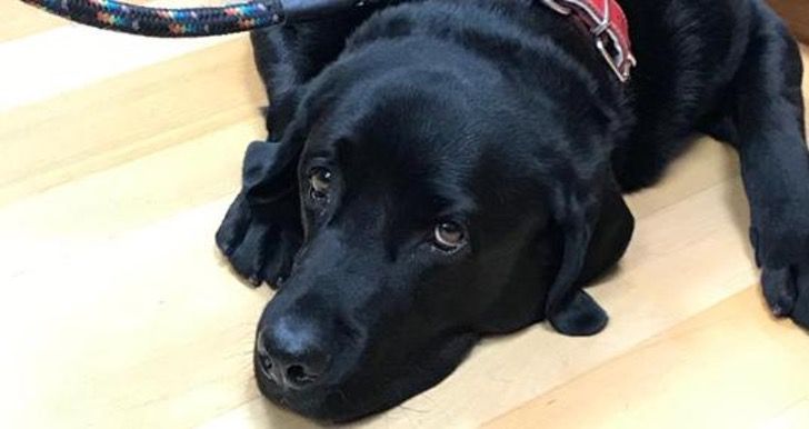 Cachorro aprende a levar dono idoso com Alzheimer para casa todos os dias