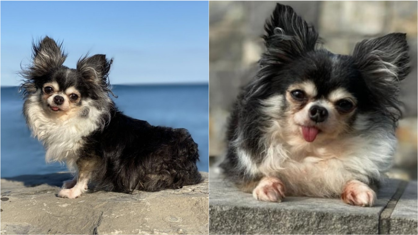 Pequena chihuahua que ajuda animais a superar problemas físicos e emocionais é eleita ‘cão do ano’