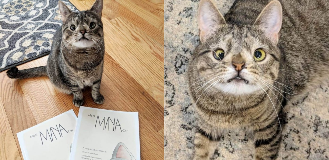 Gata com ‘Síndrome de Down’ vira inspiração para livro que ensina respeito às diferenças