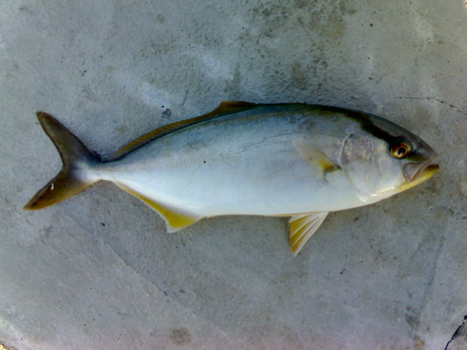 Sesab confirma três novos casos de doença de Haff por consumo de peixe em Camaçari