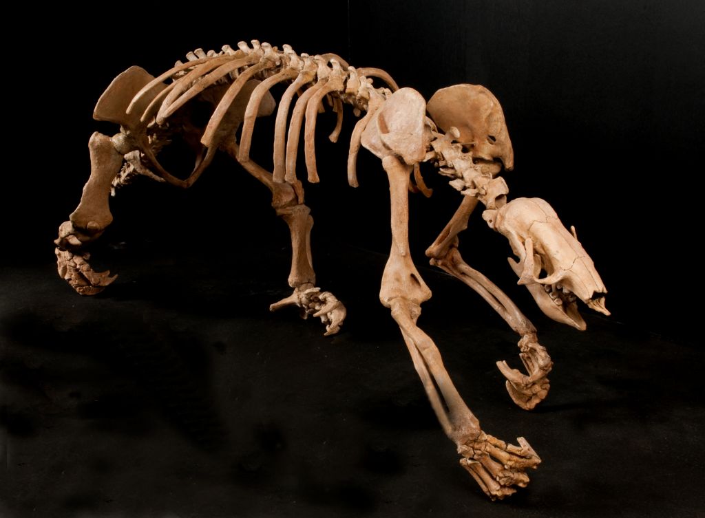 Na Bahia pesquisa acha 1º câncer em mamífero não humano do período quartenário