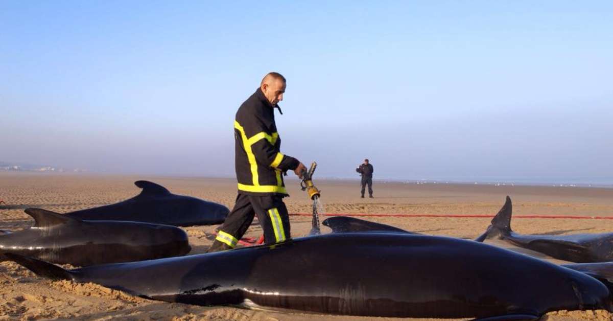 Baleias aparecem mortas na costa francesa