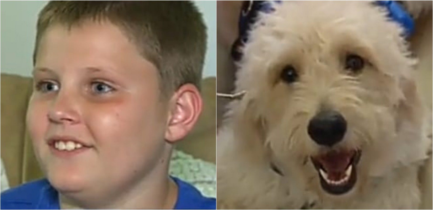 Criança diabética ganha cão capaz de alerta-lo sobre alterações em seus níveis de açucar