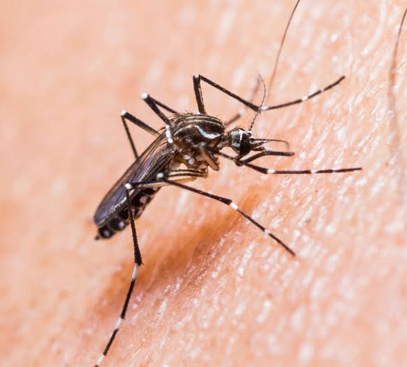 Com a chegada do verão aumenta a preocupação com doenças relacionadas ao Aedes aegypti