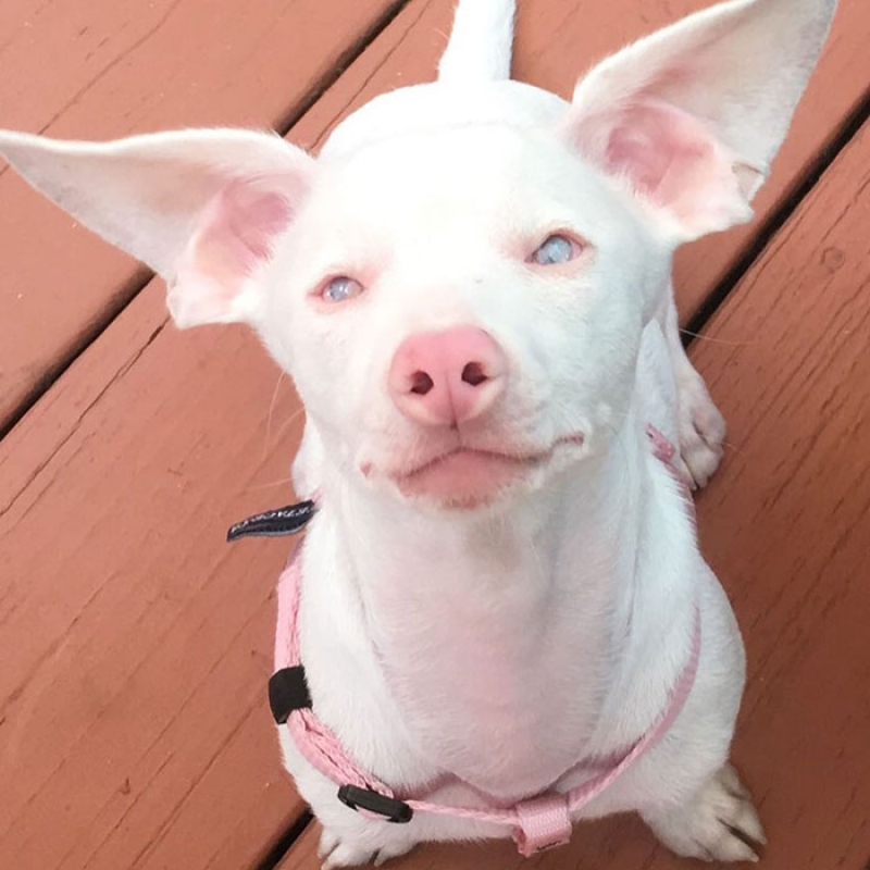 Filhote de cachorro cego e surdo serve de inspiração para ensinar crianças como lidar com as diferenças