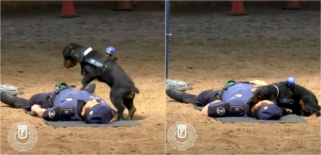 Policial simula ataque cardíaco e cachorro aplica primeiros socorros para reanimá-lo
