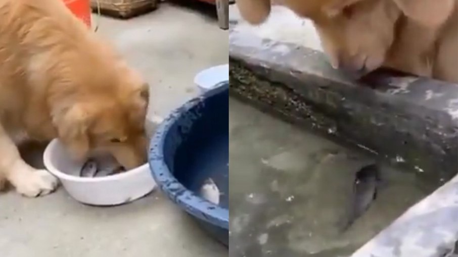 Cachorro salva peixe que iria morrer fora da água; Assista