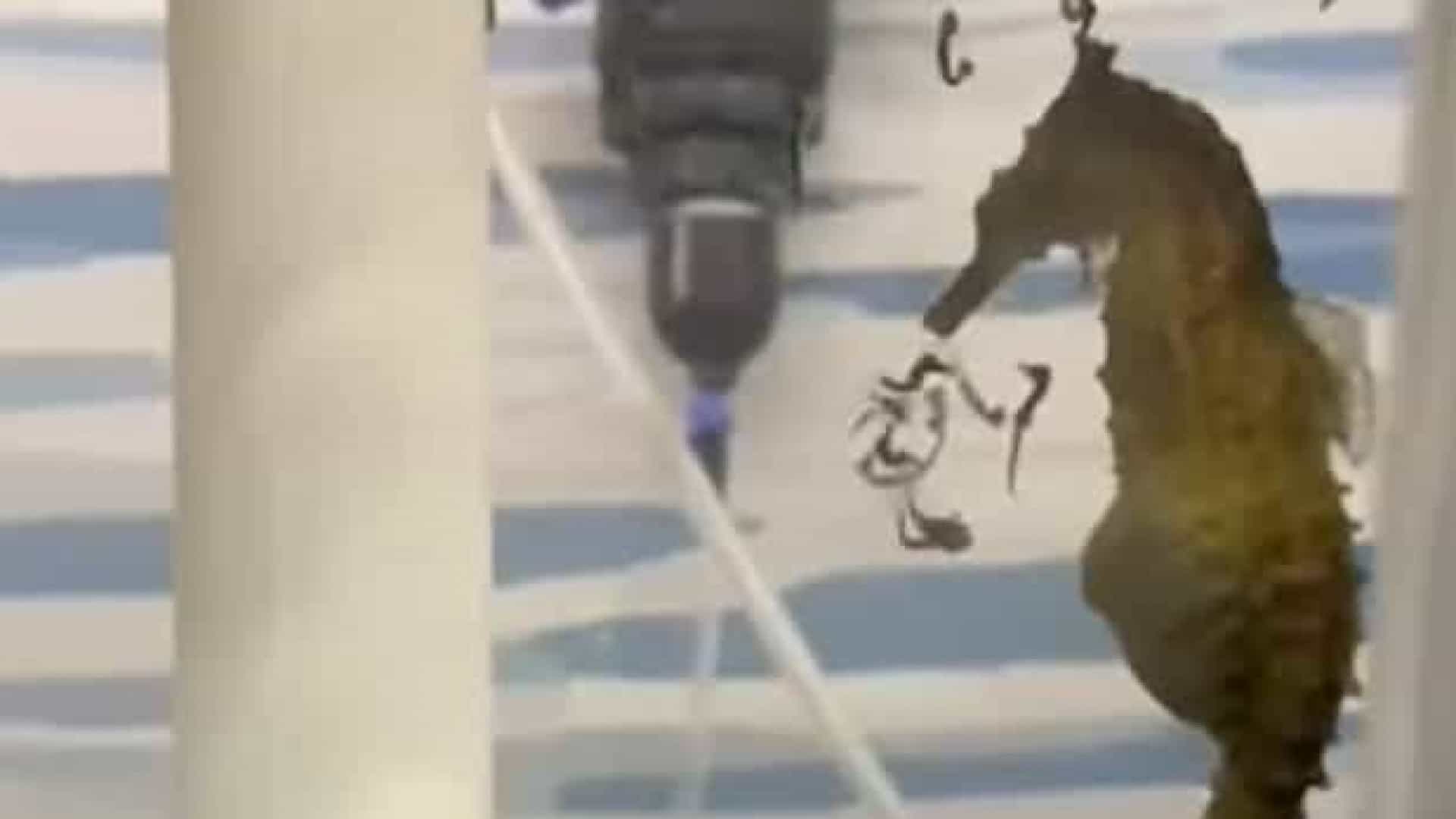 Cavalo-marinho macho dá à luz a cem filhotes. Vídeo viraliza