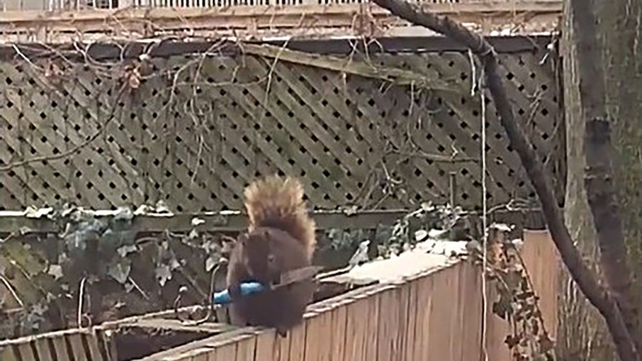 Esquilo afia os dentes com uma faca; Veja vídeo