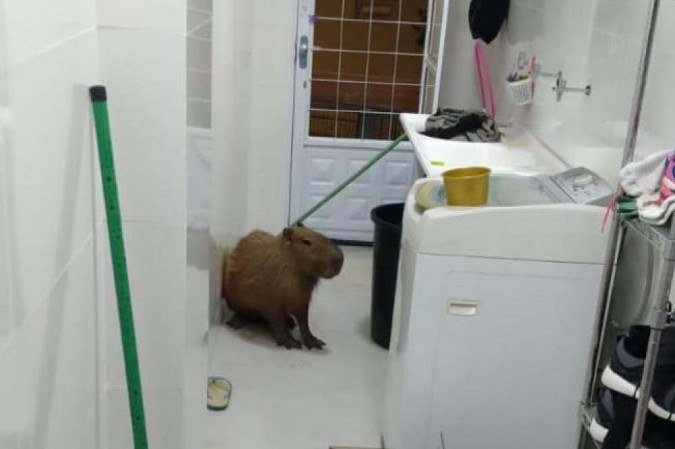 Família é surpreendida por capivara dentro de casa