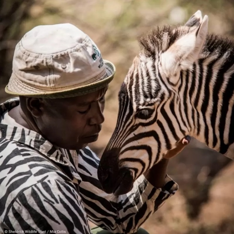 Guardiões de santuário usam terno com estampa de zebra para confortar filhote órfã