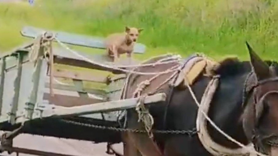 Cachorro pilotando charrete vira febre na internet; Assista