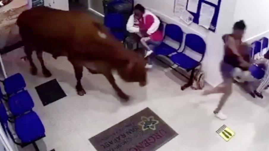 VÍDEO: Vaca em fúria invade hospital e assusta pessoas