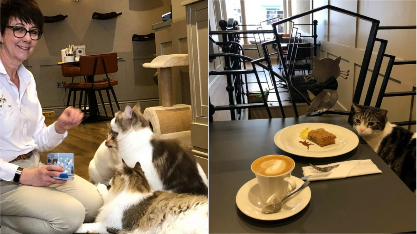 Enfermeira larga profissão após 20 anos para abrir uma cafeteria com presença de gatos