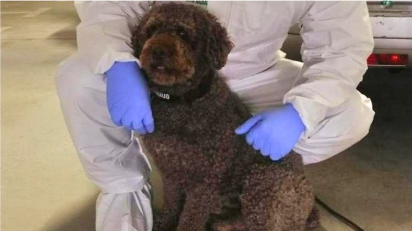 Cão policial encontra 40 mil euros roubados de casal de idosos em hospital