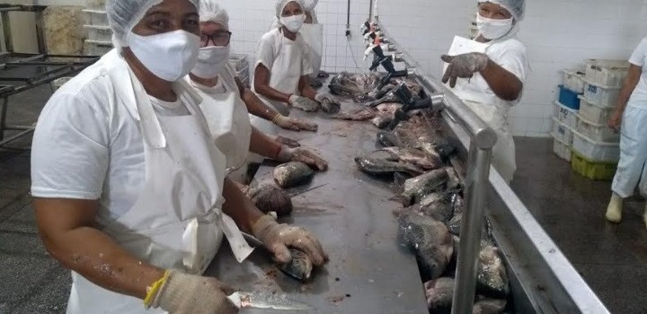 Comercialização de 7,7 toneladas de peixe gera renda para piscicultores da Bahia