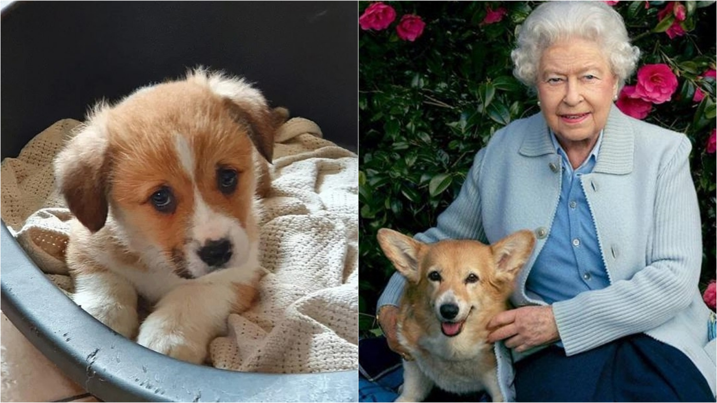 Faleceu no último final de semana um dos cães da Rainha Elizabeth II e ela está devastada