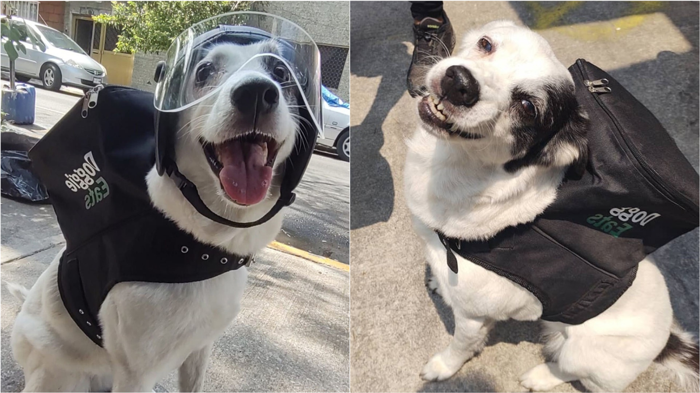 Cadela ‘trabalha’ como entregadora e arrecada fundos para mais 160 animais