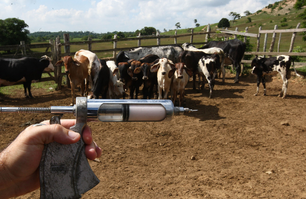 Bahia deve vacinar mais de 10 milhões de animais contra a febre aftosa até 31 de maio
