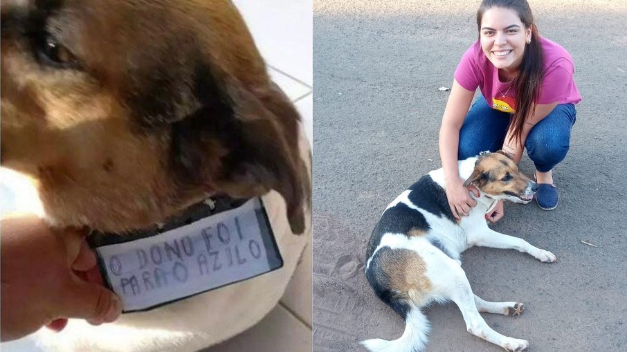 Cão é adotado após ser deixado na rua com placa na coleira ‘o dono foi para o asilo’