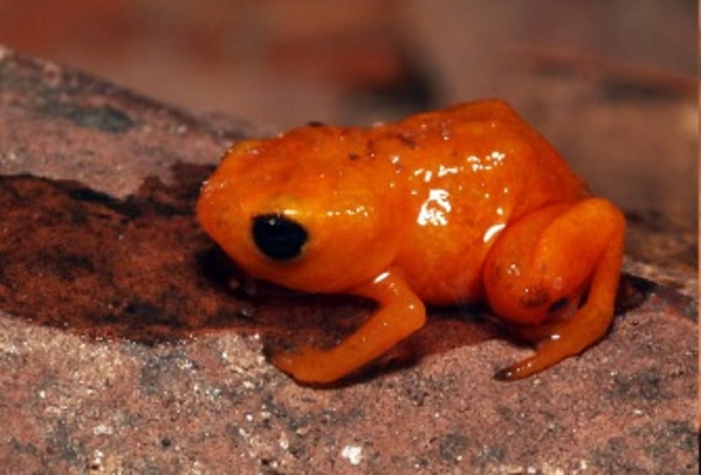 Nova espécie de sapo venenoso é descoberta no Brasil