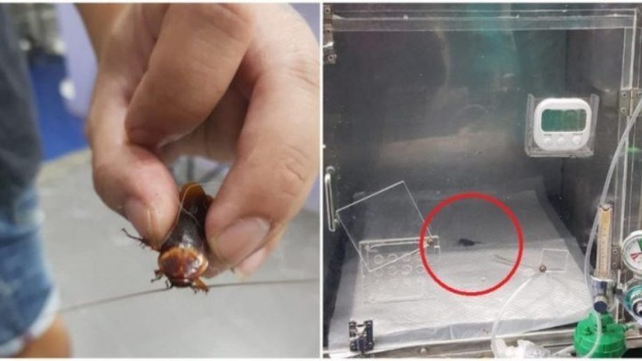 Barata pisoteada é levada para a emergência de hospital veterinário; entenda