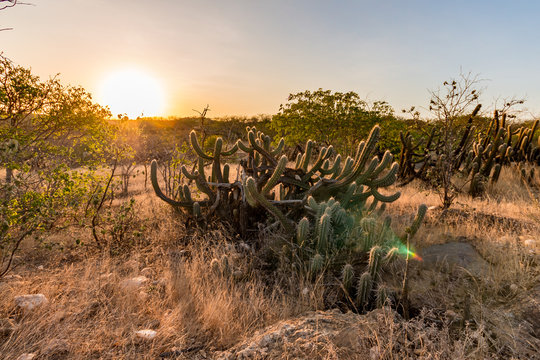 Pesquisa analisa planta da caatinga que pode ser boa para a memória