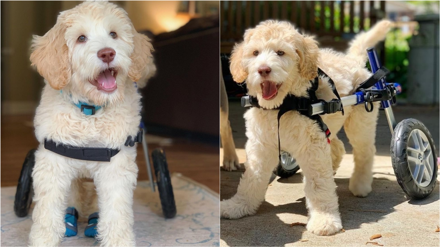 Cachorro que nasceu paralisado anda pela primeira vez em cadeira de rodas