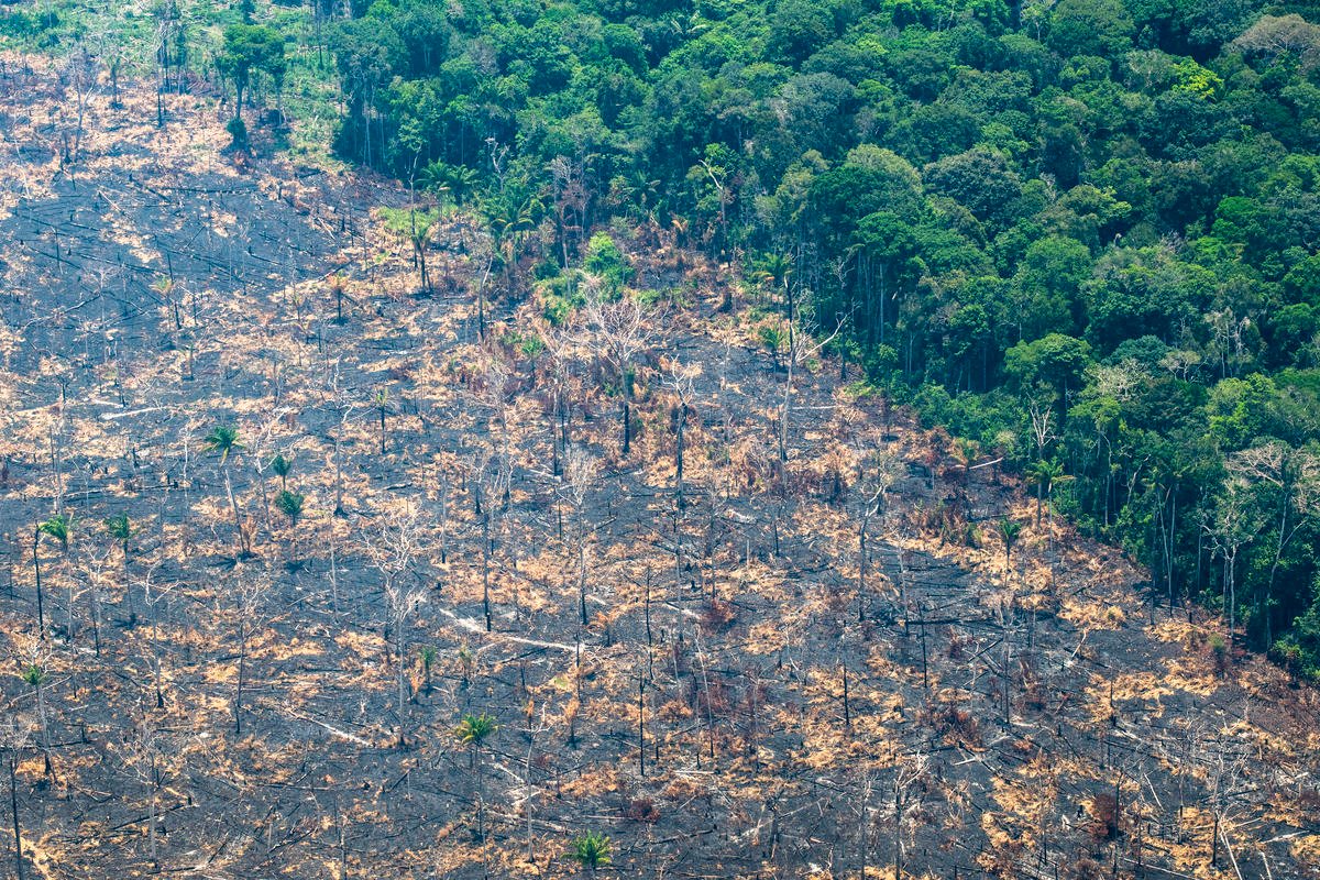 Alerta de desmatamento na Amazônia Legal bate 3º recorde em maio