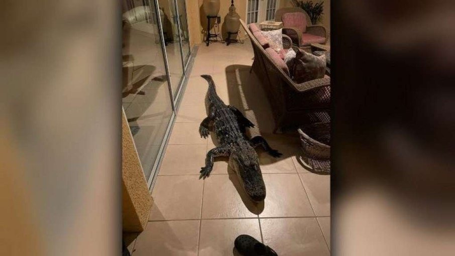 Casal se surpreende ao acordar com um enorme jacaré dentro de casa; Vídeo