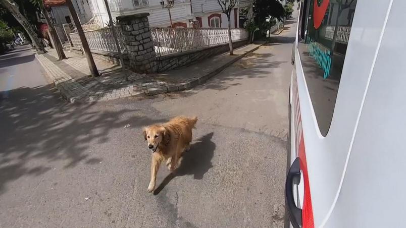 Cachorro segue ambulância com tutora que passou mal; Assista ao vídeo