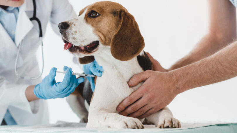 Rússia começa a vacinar animais contra Covid-19