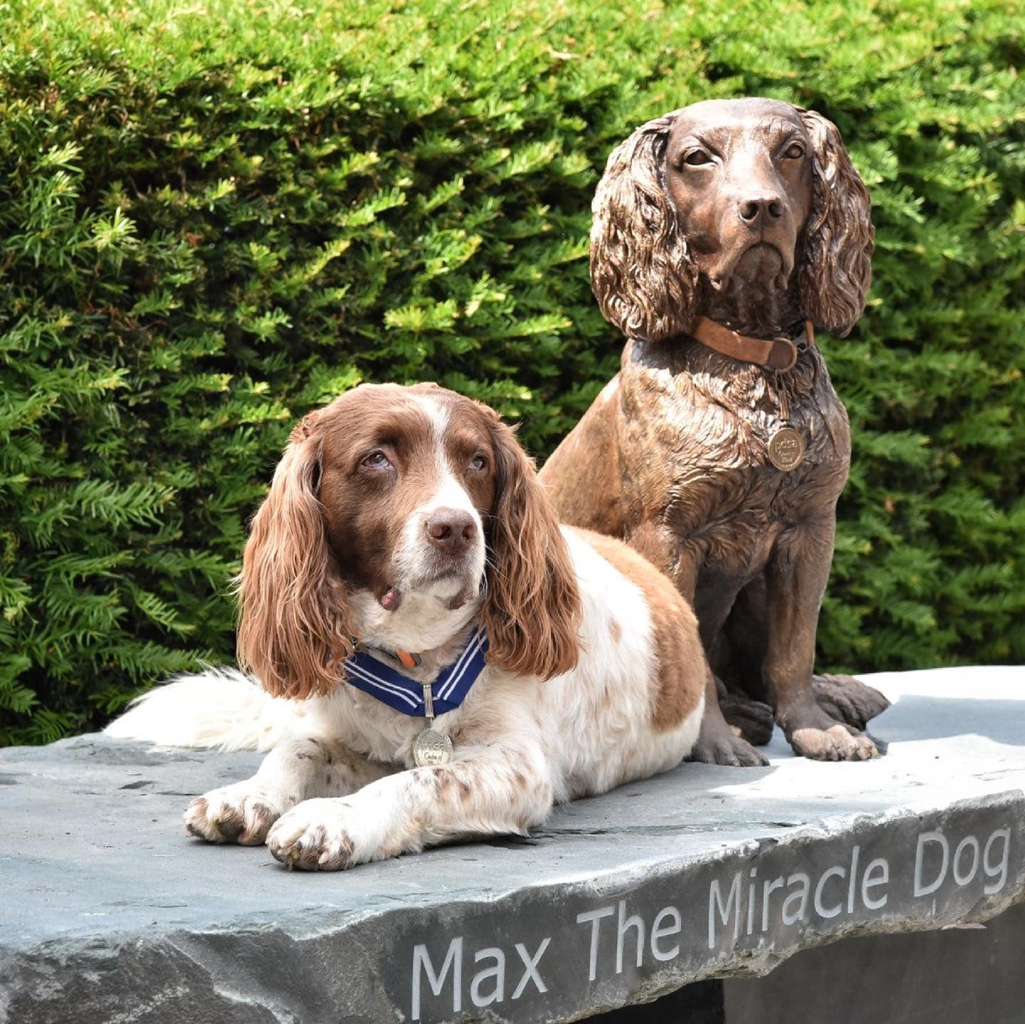 Cachorro terapeuta ganha estátua após ter ajudado mais de 10 mil pessoas na pandemia
