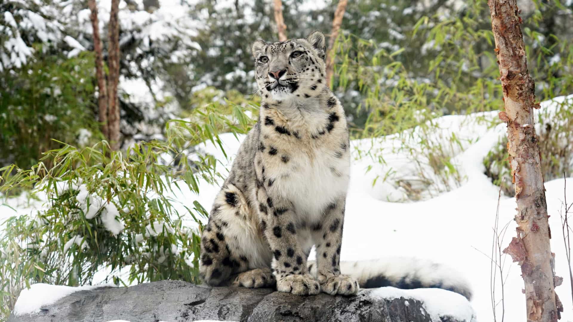 Leopardo-das-neves testa positivo para Covid-19 em zoológico dos EUA