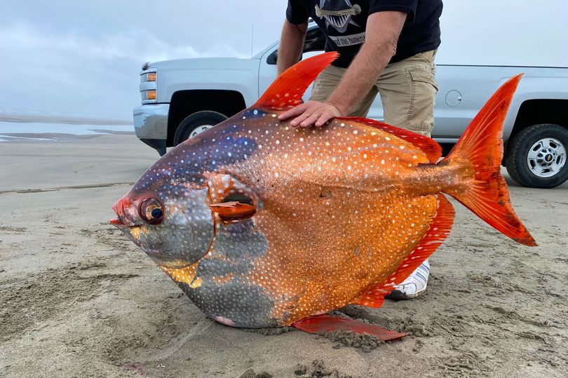 Peixe raro de 45 quilos é encontrado em praia nos EUA