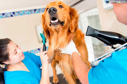 Vereador cria projeto de lei para que pet shops tenham câmeras em banho e tosa