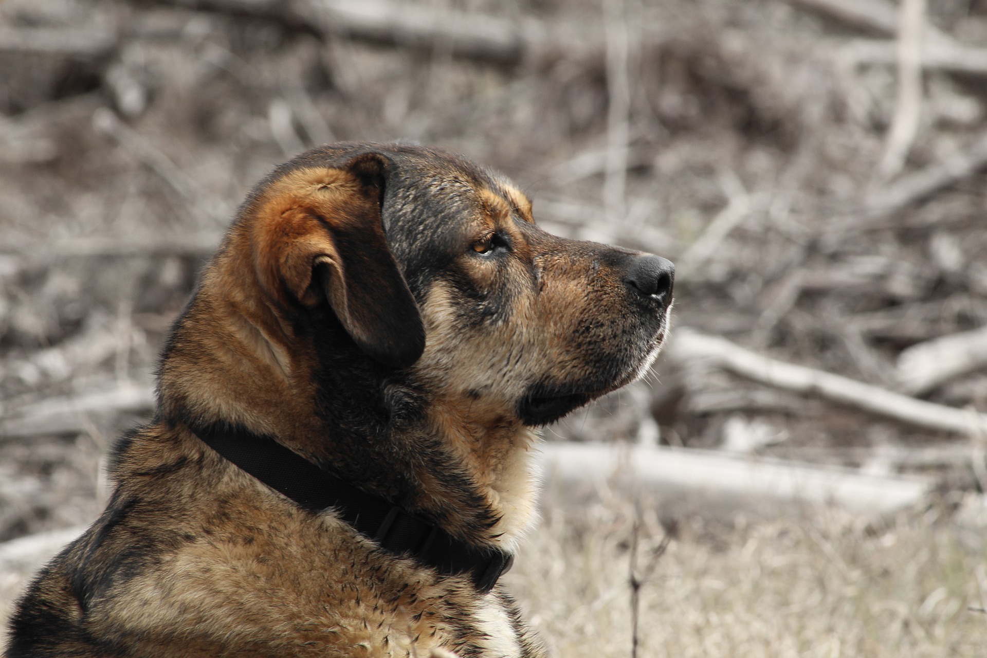 Aumenta o número de casos de cães que ingerem maconha; e isso não é bom