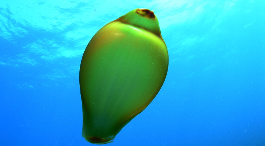 Ovo de tubarão é fotografado durante mergulho em Fernando de Noronha