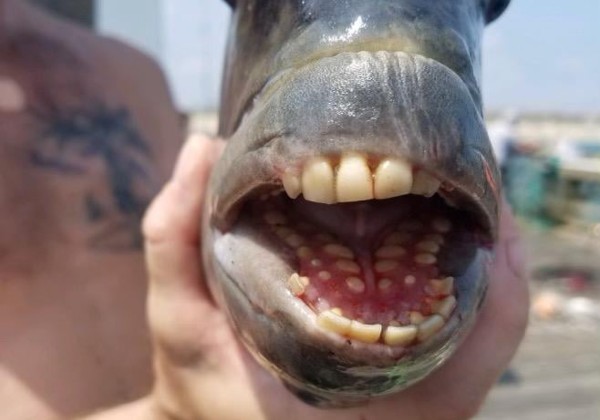 Peixe raro com ‘dentes humanos’ é capturado nos Estados Unidos