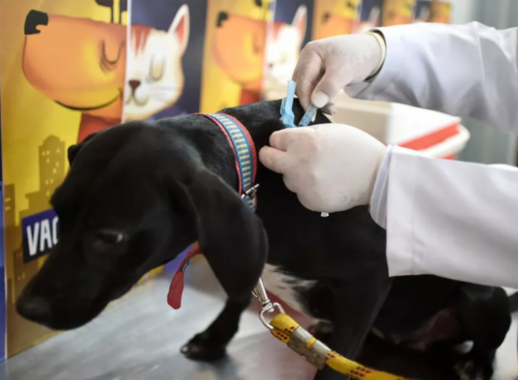 Vacinação Antirrábica Animal 2025 acontece até 30/09 em Salvador
