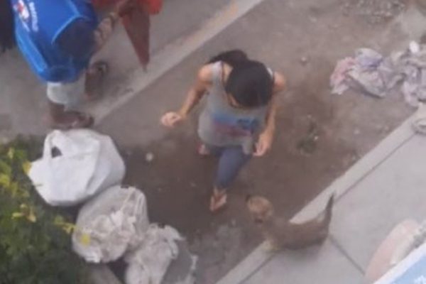 Cachorro volta sozinho de moto-táxi após ser esquecido no mercado