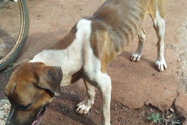 Cachorro é maltratado e morre após ficar sem água e comida