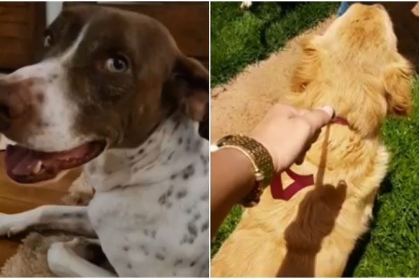 Cães conquistam direito de entrar na Justiça contra antigos donos